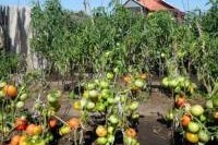 Безотходное разведение томатов как заработок в селе